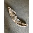 画像2: 【特大流木】南信州産 源流淡水 天然流木（ 約９３×２８×２４cm）大型流木 特大流木 大きな流木 (2)