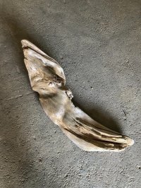 【特大流木】南信州産 源流淡水 天然流木（ 約９３×２８×２４cm）大型流木 特大流木 大きな流木