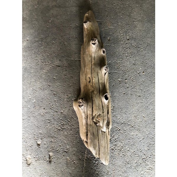 画像5: 【特大流木】南信州産 源流淡水 天然流木（ 約１１３×９〜２３cm）大型流木 特大流木 大きな流木