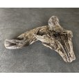 画像2: 【絶品】【特大流木】南信州産 源流淡水 天然流木（ 約１１０×５０×８0cm）大型流木 根流木 特大流木 大きな流木 変形流木 (2)