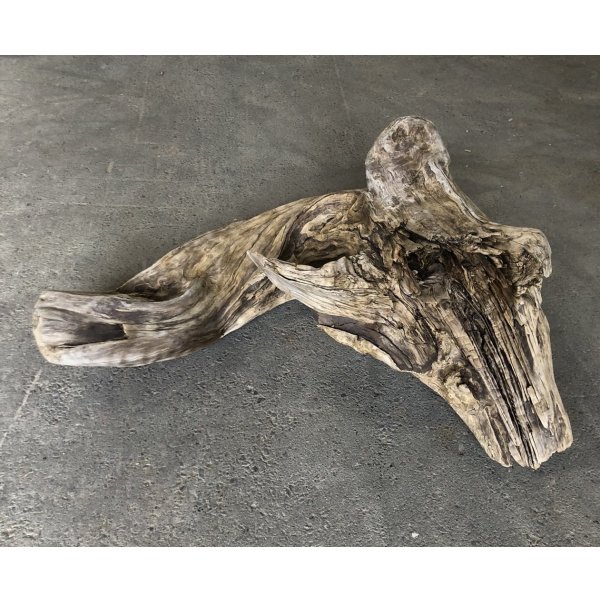 画像2: 【絶品】【特大流木】南信州産 源流淡水 天然流木（ 約１１０×５０×８0cm）大型流木 根流木 特大流木 大きな流木 変形流木