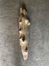 【特大流木】南信州産 源流淡水 天然流木（ 約１１３×９〜２３cm）大型流木 特大流木 大きな流木