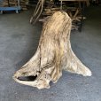 画像1: 【特大流木】南信州産 源流淡水 天然流木（ 約８５×５５×８３cm）大型流木 特大流木 大きな流木  根流木 (1)