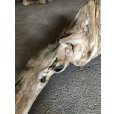 画像4: 【特大流木】南信州産 源流淡水 天然流木（ 約９３×２８×２４cm）大型流木 特大流木 大きな流木 (4)