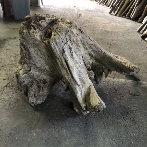 画像5: 【特大流木】南信州産 源流淡水 天然流木（ 約１０４×８６×５０cm）大型流木 特大流木 大きな流木  根流木