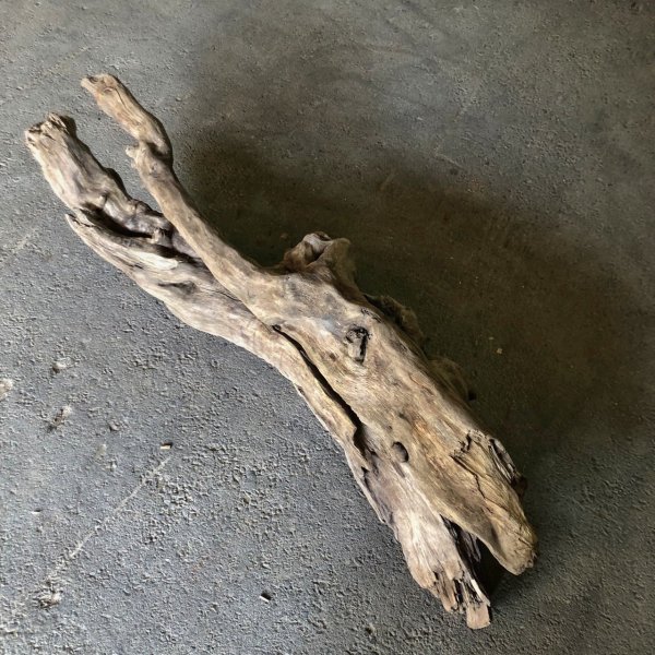 画像4: 【特大流木】南信州産 源流淡水 天然流木（ 約１２４×４０×３８cm）大型流木 特大流木 大きな流木 変形流木