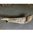 画像5: 【特大流木】南信州産 源流淡水 天然流木（ 約１５１×３１×３２cm）大型流木 特大流木 大きな流木  根流木 (5)