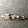 画像2: 【特大流木】南信州産 源流淡水 天然流木（ 約１１３×９〜２３cm）大型流木 特大流木 大きな流木 (2)