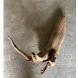 画像2: 【絶品】【特大流木】南信州産 源流淡水 天然流木（ 約８８×５５cm）大型流木 特大流木 大きな流木 変形流木 (2)
