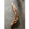 画像3: 【特大流木】南信州産 源流淡水 天然流木（ 約１０２×８〜１７cm）大型流木 特大流木 大きな流木 (3)