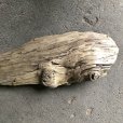 画像4: 【特大流木】南信州産 源流淡水 天然流木（ 約１２２×３１cm）大型流木 特大流木 大きな流木   (4)