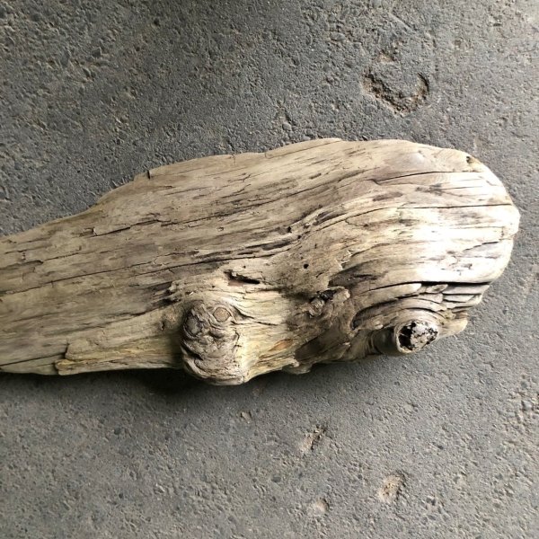 画像4: 【特大流木】南信州産 源流淡水 天然流木（ 約１２２×３１cm）大型流木 特大流木 大きな流木  