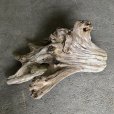 画像3: 【特大流木】南信州産 源流淡水 天然流木（ 約６８×７１×３５cm）大型流木 特大流木 大きな流木 根流木 (3)