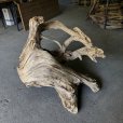 画像4: 【特選絶品】【特大流木】南信州産 源流淡水 天然流木（ 約９７×１０５×４０cm）大型流木 特大流木 大きな流木  根流木 (4)