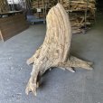 画像5: 【特大流木】南信州産 源流淡水 天然流木（ 約９５×７３×８５cm）大型流木 特大流木 大きな流木  根流木 (5)