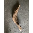 画像1: 【特大流木】南信州産 源流淡水 天然流木（ 約１０２×８〜１７cm）大型流木 特大流木 大きな流木 (1)