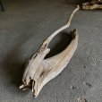 画像2: 【特大流木】南信州産 源流淡水 天然流木（ 約１１４×３０cm）大型流木 特大流木 大きな流木  (2)