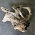 画像5: 【特選絶品】【特大流木】南信州産 源流淡水 天然流木（ 約９７×１０５×４０cm）大型流木 特大流木 大きな流木  根流木 (5)