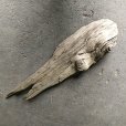 画像3: 【特大流木】南信州産 源流淡水 天然流木（ 約１２２×３１cm）大型流木 特大流木 大きな流木   (3)