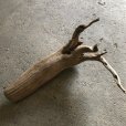 画像1: 【絶品】【特大流木】南信州産 源流淡水 天然流木（ 約８８×５５cm）大型流木 特大流木 大きな流木 変形流木 (1)