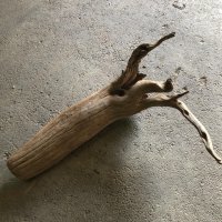 【絶品】【特大流木】南信州産 源流淡水 天然流木（ 約８８×５５cm）大型流木 特大流木 大きな流木 変形流木