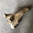 画像1: 【特大流木】南信州産 源流淡水 天然流木（ 約７３×４３×３０cm）大型流木 特大流木 大きな流木 根流木 (1)