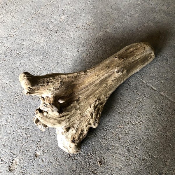 画像1: 【特大流木】南信州産 源流淡水 天然流木（ 約７３×４３×３０cm）大型流木 特大流木 大きな流木 根流木