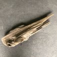 画像2: 【特大流木】南信州産 源流淡水 天然流木（ 約１２２×３１cm）大型流木 特大流木 大きな流木   (2)