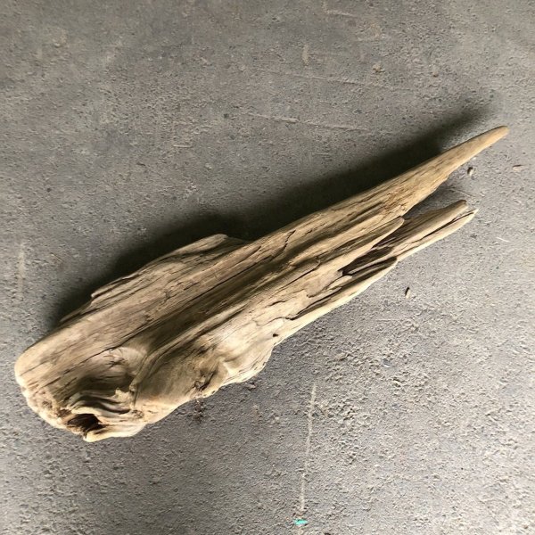 画像2: 【特大流木】南信州産 源流淡水 天然流木（ 約１２２×３１cm）大型流木 特大流木 大きな流木  