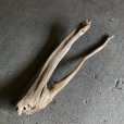 画像1: 【特大流木】南信州産 源流淡水 天然流木（ 約１１４×３０cm）大型流木 特大流木 大きな流木  (1)