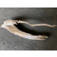 画像4: 【特大流木】南信州産 源流淡水 天然流木（ 約１１４×３０cm）大型流木 特大流木 大きな流木  (4)