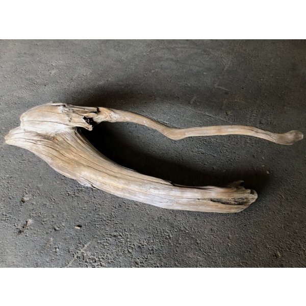 画像4: 【特大流木】南信州産 源流淡水 天然流木（ 約１１４×３０cm）大型流木 特大流木 大きな流木 