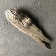 画像1: 【特大流木】南信州産 源流淡水 天然流木（ 約１２２×３１cm）大型流木 特大流木 大きな流木   (1)