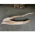 画像3: 【特大流木】南信州産 源流淡水 天然流木（ 約１１４×３０cm）大型流木 特大流木 大きな流木  (3)