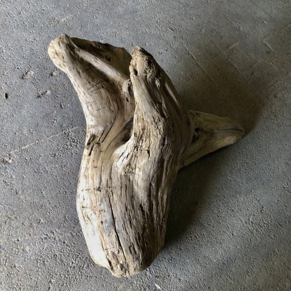 画像4: 【特大流木】南信州産 源流淡水 天然流木（ 約８５×５５×８３cm）大型流木 特大流木 大きな流木  根流木