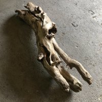 【特大流木】南信州産 源流淡水 天然流木（ 約１２４×４０×３８cm）大型流木 特大流木 大きな流木 変形流木