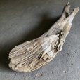画像4: 【特大流木】南信州産 源流淡水 天然流木（ 約１５１×３１×３２cm）大型流木 特大流木 大きな流木  根流木 (4)