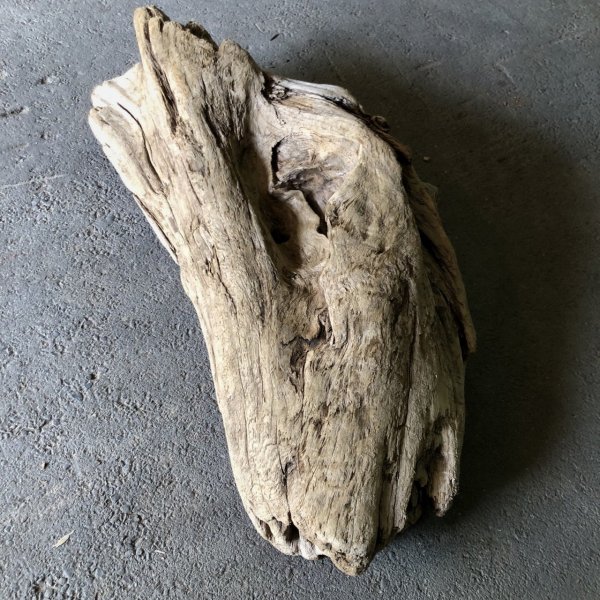画像3: 【特大流木】南信州産 源流淡水 天然流木（ 約１０６×４５×２１cm）大型流木 特大流木 大きな流木  根流木