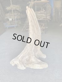 【特大流木】南信州産 源流淡水 天然流木（ 約９９×６６×４０cm）大型流木 特大流木 大きな流木  根流木