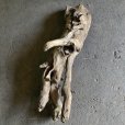 画像3: 【特大流木】南信州産 源流淡水 天然流木（ 約１２４×４０×３８cm）大型流木 特大流木 大きな流木 変形流木 (3)