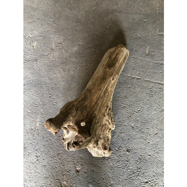 画像4: 【特大流木】南信州産 源流淡水 天然流木（ 約７３×４３×３０cm）大型流木 特大流木 大きな流木 根流木