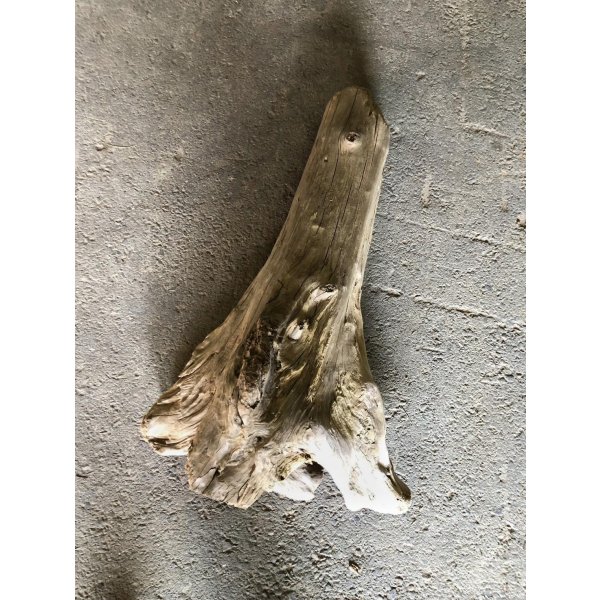 画像3: 【特大流木】南信州産 源流淡水 天然流木（ 約７３×４３×３０cm）大型流木 特大流木 大きな流木 根流木