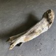 画像2: 【特大流木】南信州産 源流淡水 天然流木（ 約１５１×３１×３２cm）大型流木 特大流木 大きな流木  根流木 (2)