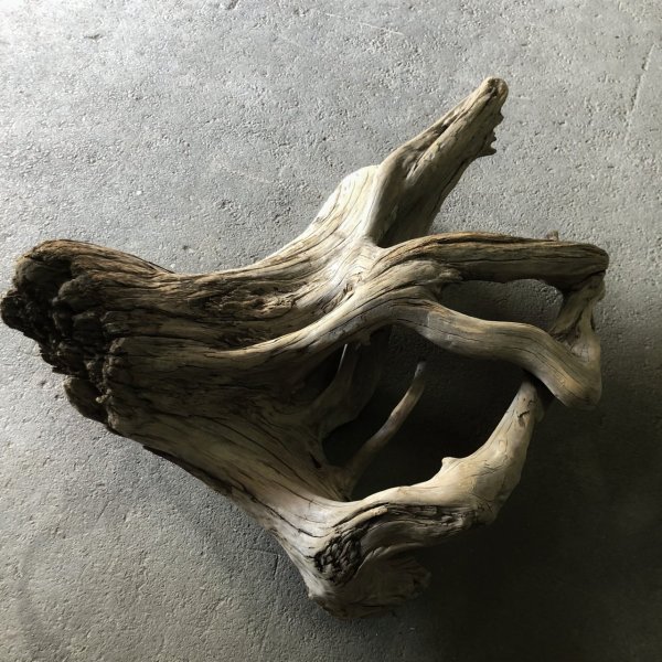 画像3: 【特選絶品】【特大流木】南信州産 源流淡水 天然流木（ 約９７×１０５×４０cm）大型流木 特大流木 大きな流木  根流木