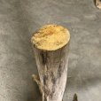 画像4: 【特大流木】南信州産 源流淡水 天然流木（ 約１１６×９６×５３cm）大型流木 根流木 特大流木 大きな流木 変形流木 (4)