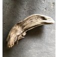 画像3: 【特大流木】南信州産 源流淡水 天然流木（ 約９３×２８×２４cm）大型流木 特大流木 大きな流木 (3)