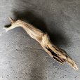 画像1: 【特大流木】南信州産 源流淡水 天然流木（ 約１１３×１０〜１５cm）大型流木 特大流木 大きな流木 (1)