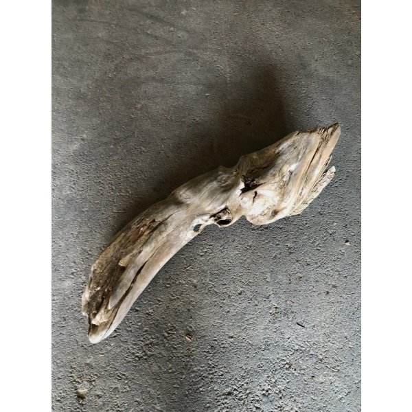 画像1: 【特大流木】南信州産 源流淡水 天然流木（ 約９３×２８×２４cm）大型流木 特大流木 大きな流木