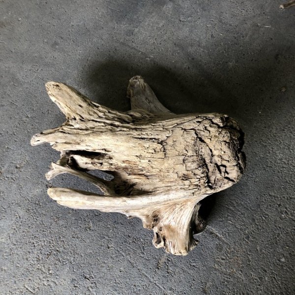 画像2: 【特大流木】南信州産 源流淡水 天然流木（ 約６８×７１×３５cm）大型流木 特大流木 大きな流木 根流木