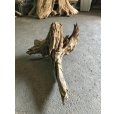 画像2: 【特大流木】南信州産 源流淡水 天然流木（ 約８０×６３×４５cm）大型流木 特大流木 大きな流木  根流木 (2)
